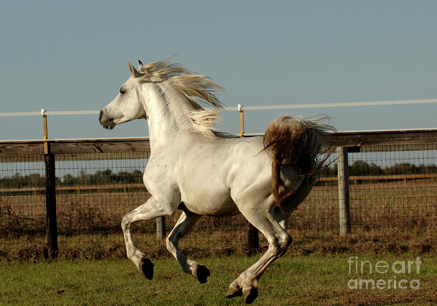 Magic in Motion Photograph by Carien Schippers