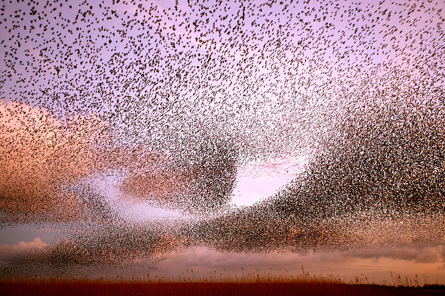 Starlings Photograph - Magic in the Air - Starling Murmurations by Roeselien Raimond