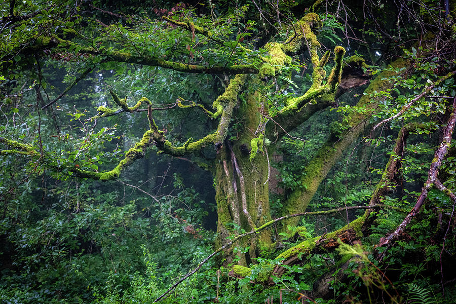 Magical Irish Forest Photograph by Sublime Ireland
