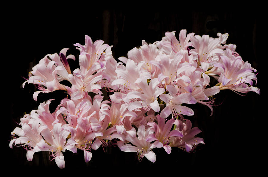 Magic Lily Bouquet Photograph by Bruce Pritchett