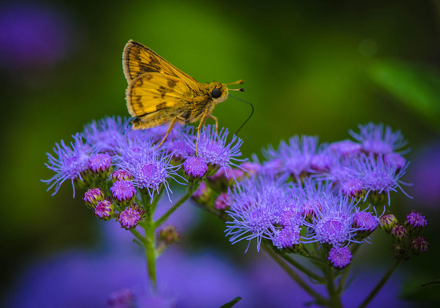 Butterfly Photograph - Magic Moment by Bruce Pritchett