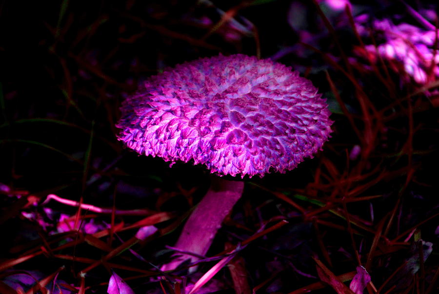Mushroom Photograph - Magic Mushroom by Debbie May