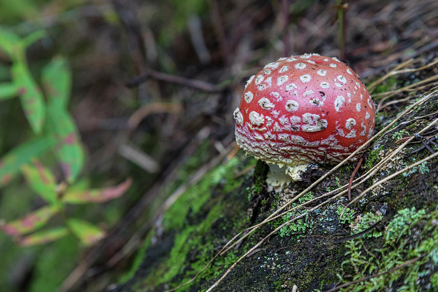 Magic Mushroom Photograph by James BO Insogna