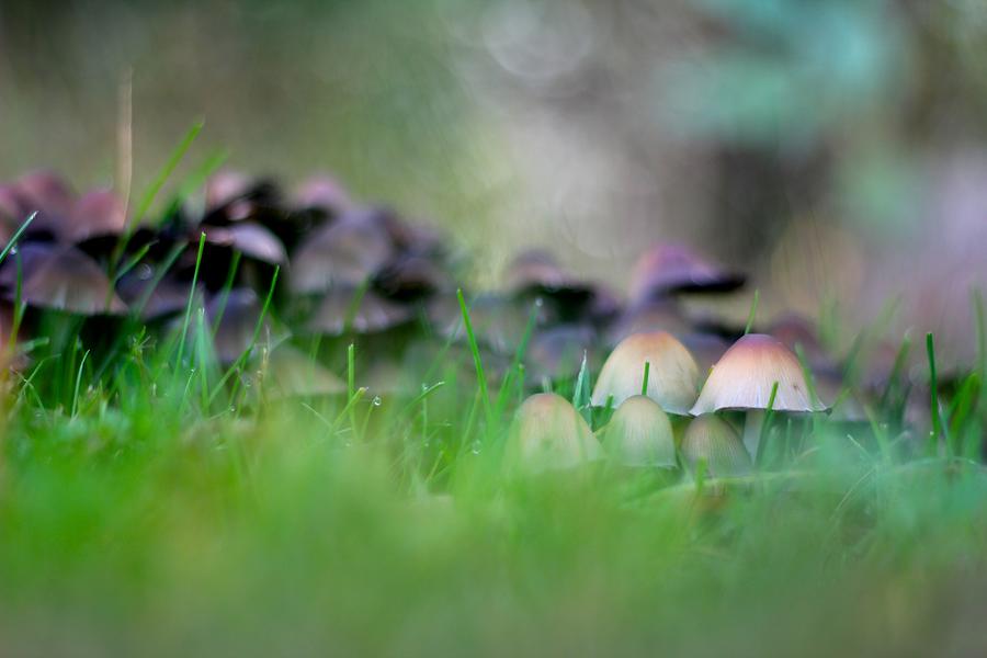 Magic Mushrooms 1 Photograph by Tracy Male