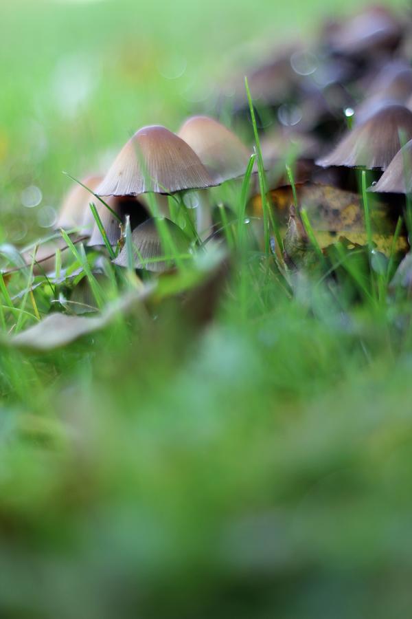 Magic Mushrooms 2 Photograph by Tracy Male