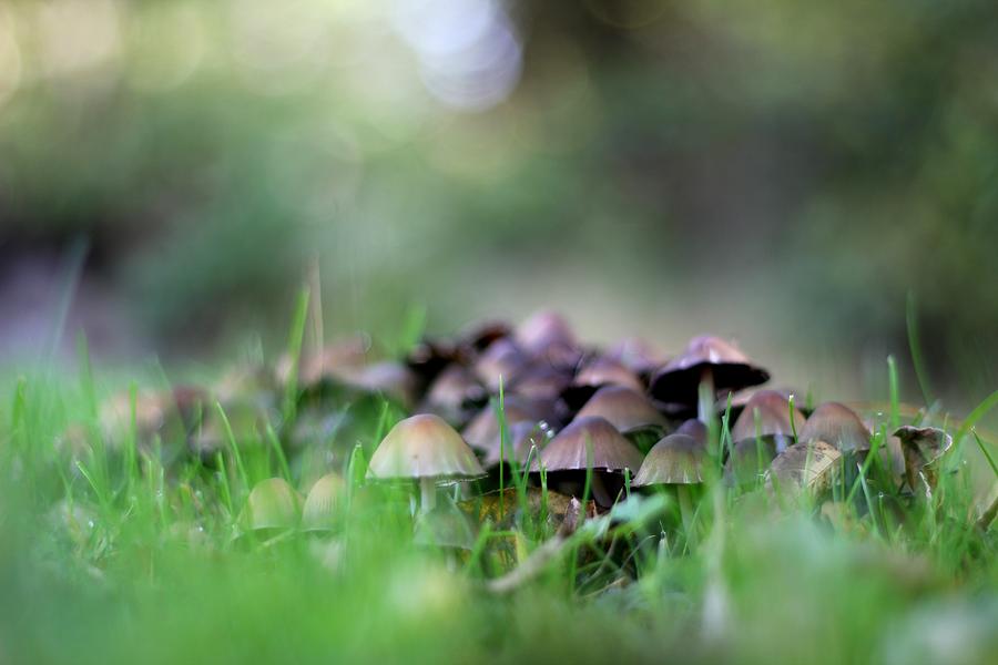 Magic Mushrooms 3 Photograph by Tracy Male