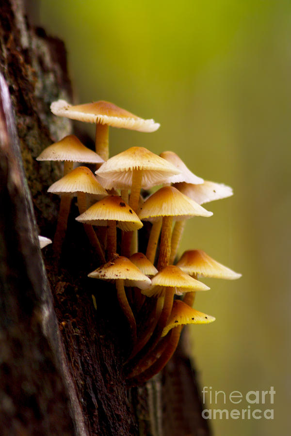 Magic mushrooms Photograph by Mircea Costina Photography