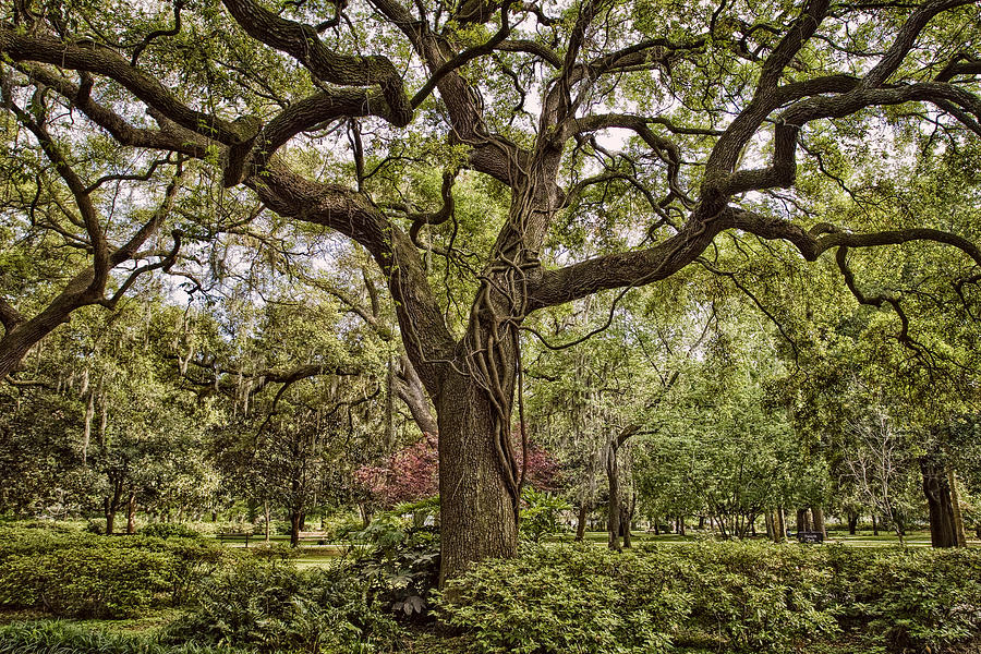 Magic Oak Photograph by Diana Powell