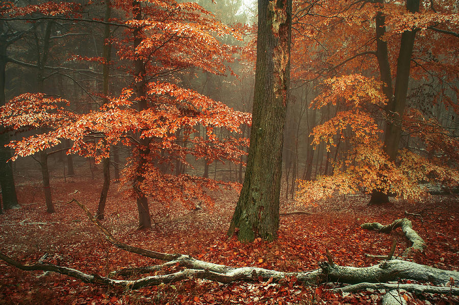 Magic of Fall Woods Photograph by Jenny Rainbow