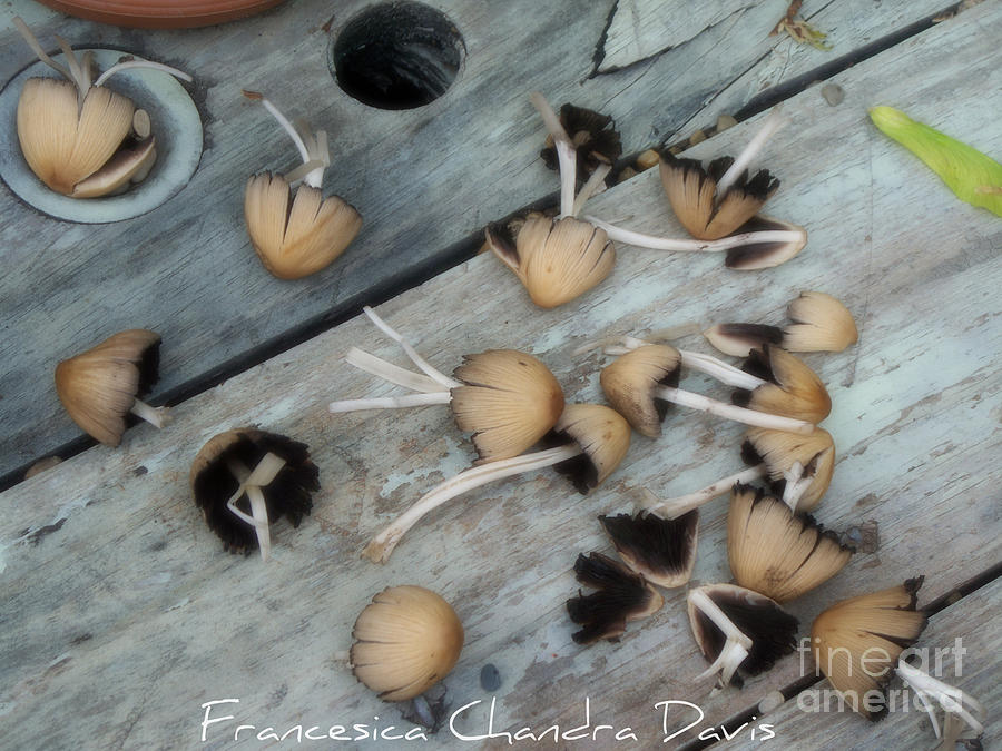 Mushroom Photograph - Magic of mushrooms by Sacred  Muse