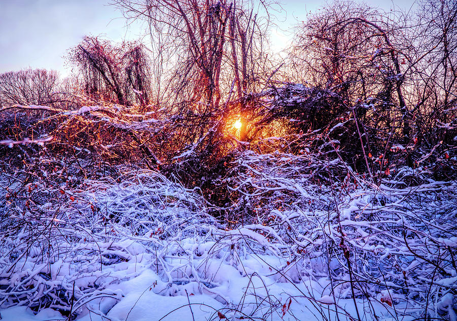 Magic of Winter 1 Mixed Media by Lilia S