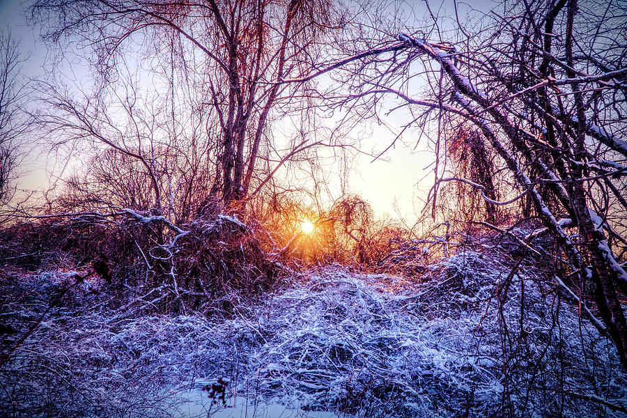 Magic of Winter Mixed Media by Lilia D