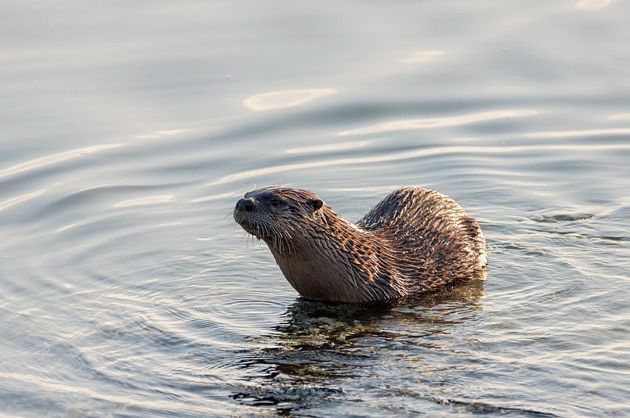 Magic Otter Photograph by Loree Johnson