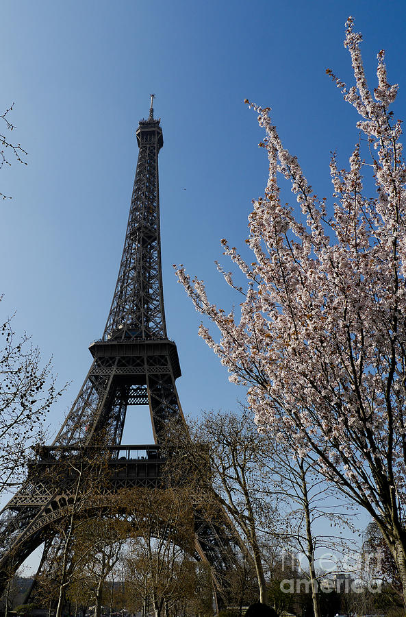 Magic Spring In Paris Photograph