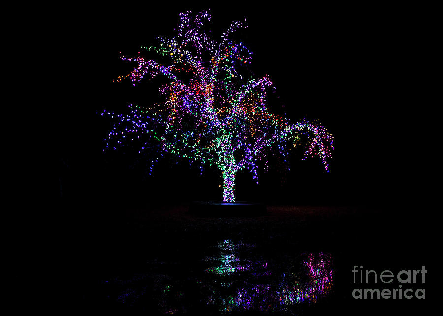 Magic Tree Photograph by Dennis Hedberg