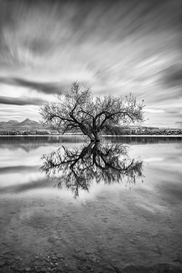 Magic tree II Photograph by Guido Montanes Castillo - Fine Art America