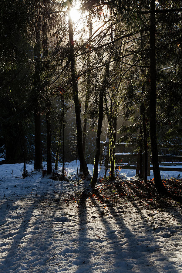 Magic Winter Light - 365-289 Photograph by Inge Riis McDonald