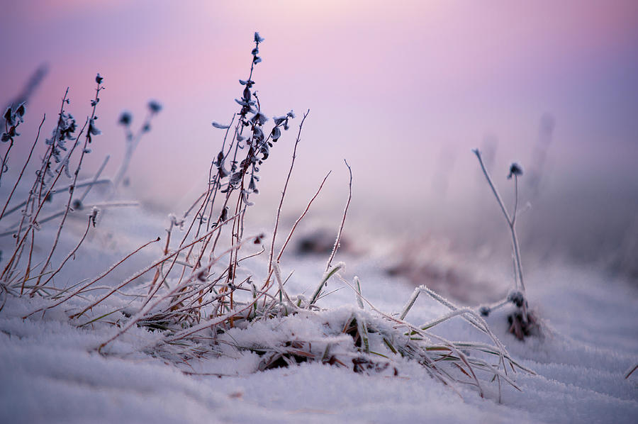 Magic Winter Moments 1 Photograph by Jenny Rainbow