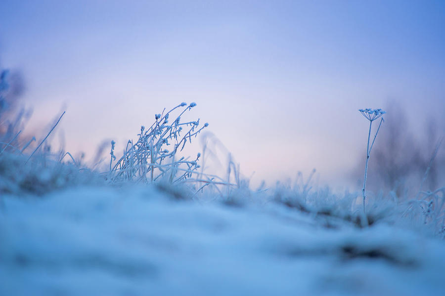 Magic Winter Moments 2 Photograph by Jenny Rainbow