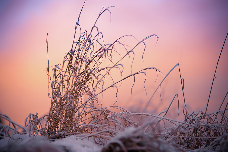 Magic Winter Moments Photograph by Jenny Rainbow