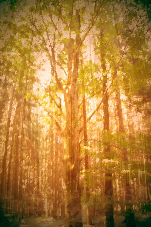 Magic Wood Abstract Melancholia Photograph
