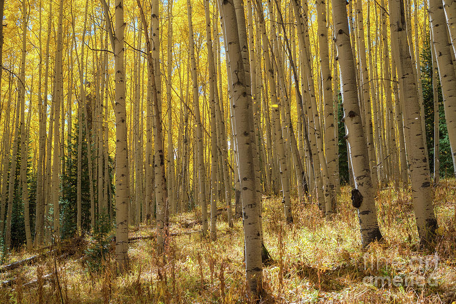 Magical Aspen Trees in Fall  Photograph by Michael Ver Sprill