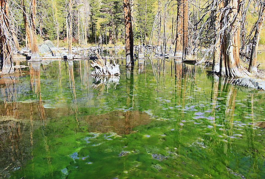 Magical Beaver Pond  Photograph by Sean Sarsfield