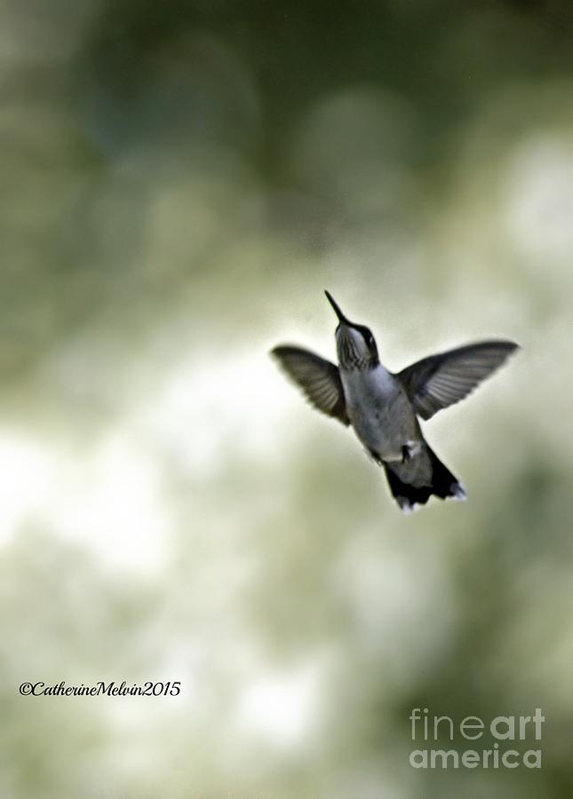 Hummingbird Photograph - Magical Bounds by Catherine Melvin