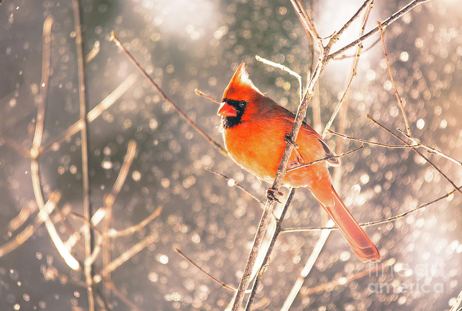 Magical Cardinal Photograph by Cheryl Baxter