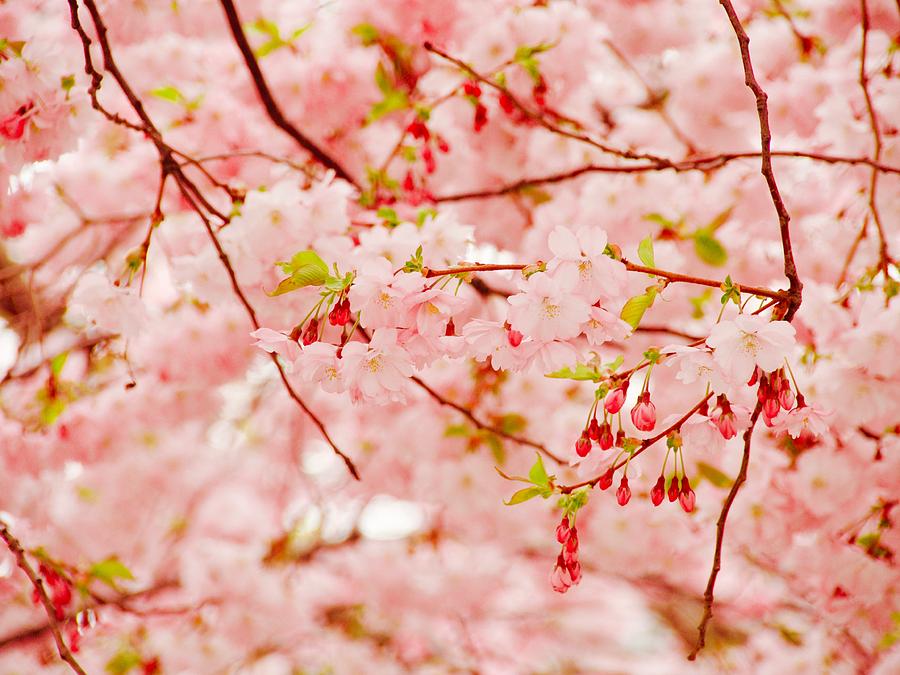 Magical Cherry Blossom In Stockholm In May Photograph