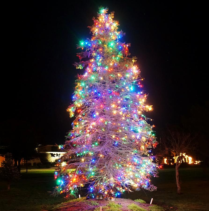 Ocean City Christmas Tree Photograph
