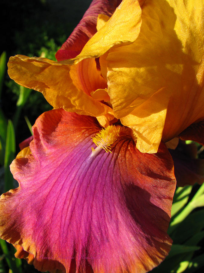 Iris Photograph - Magical Colors - Floral Photography - Iris by Brooks Garten Hauschild