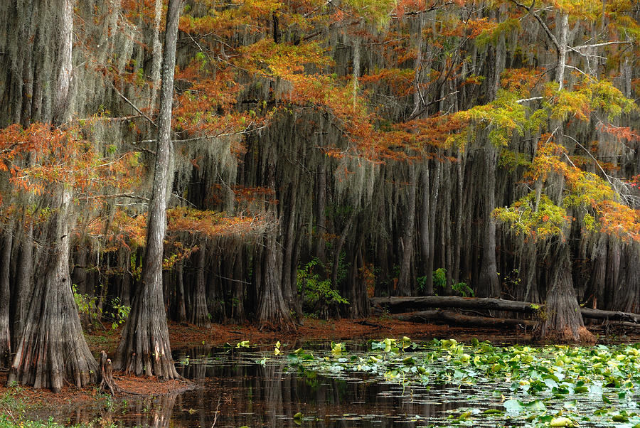 Magical Cypress Trees Forest Photograph by Iris Greenwell