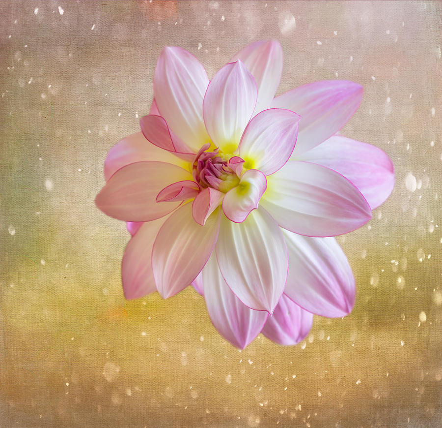 Flower Photograph - Magical Dahlia by Kim Hojnacki