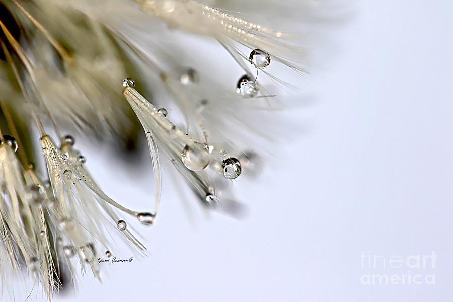Magical droplets Photograph by Yumi Johnson