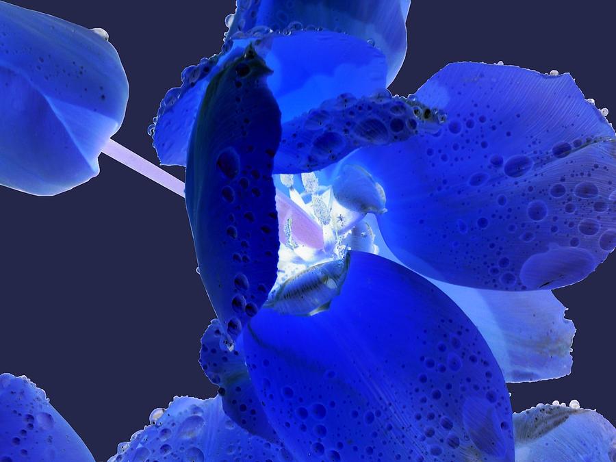 Magical Flower I - Blue Velvet Photograph by Orphelia Aristal