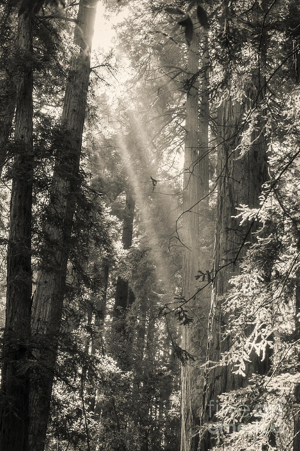 Magical Forest Photograph by Ana V Ramirez