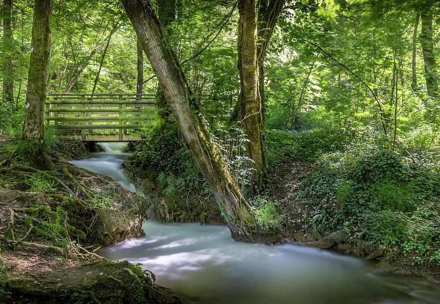 River Photograph - Magical Forest by Georgia Fowler River Photograph - Magical Forest by Georgia Fowler