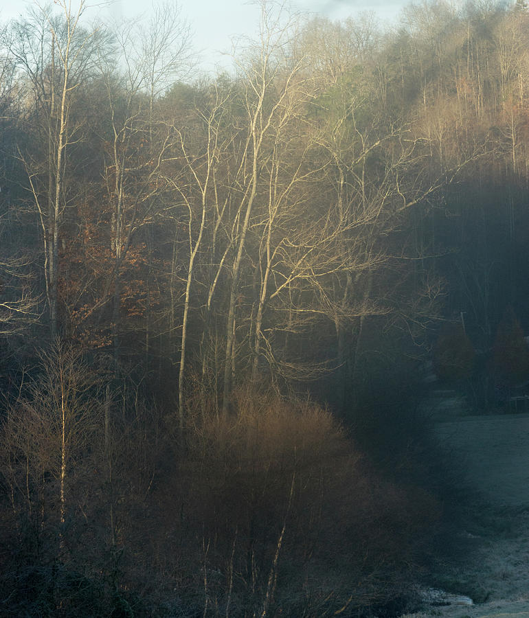 Magical Forest in Kentucky Photograph by Douglas Barnett