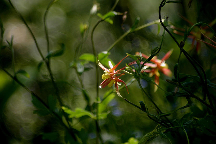 Wild Columbine Photograph - Magical Forest by Living Color Photography Lorraine Lynch