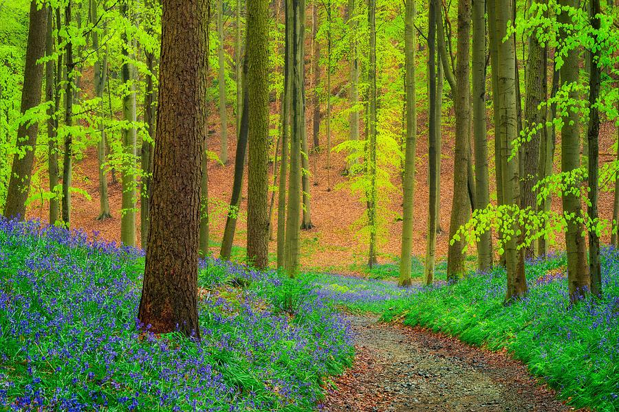 Magical Forest Photograph by Maciej Markiewicz