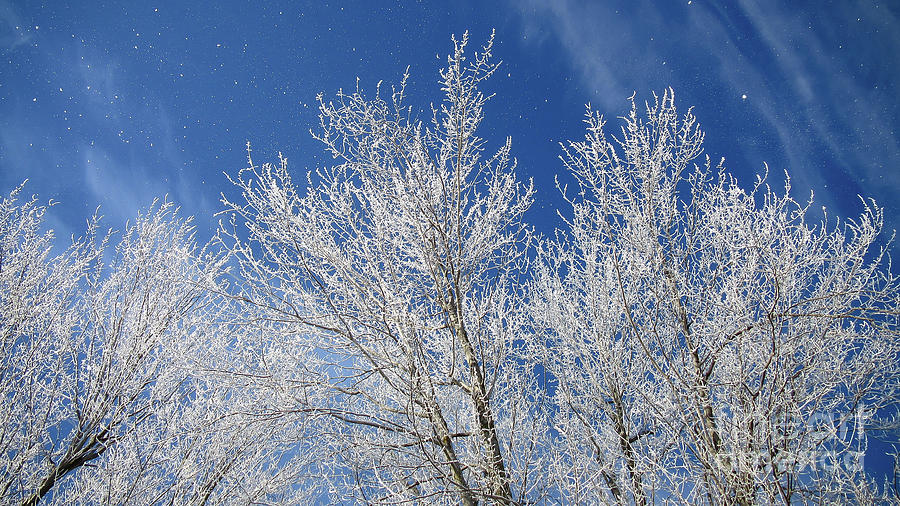 Magical Frosty Tree Tops Photograph by Cheryl Baxter