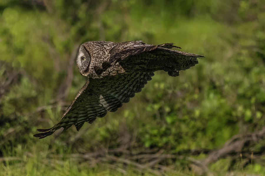 Magical Great Gray In Flight Photograph by Yeates Photography