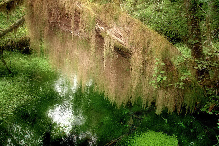 Magical Hall of Mosses - Hoh Rain Forest Olympic National Park WA USA Photograph by Alexandra Till
