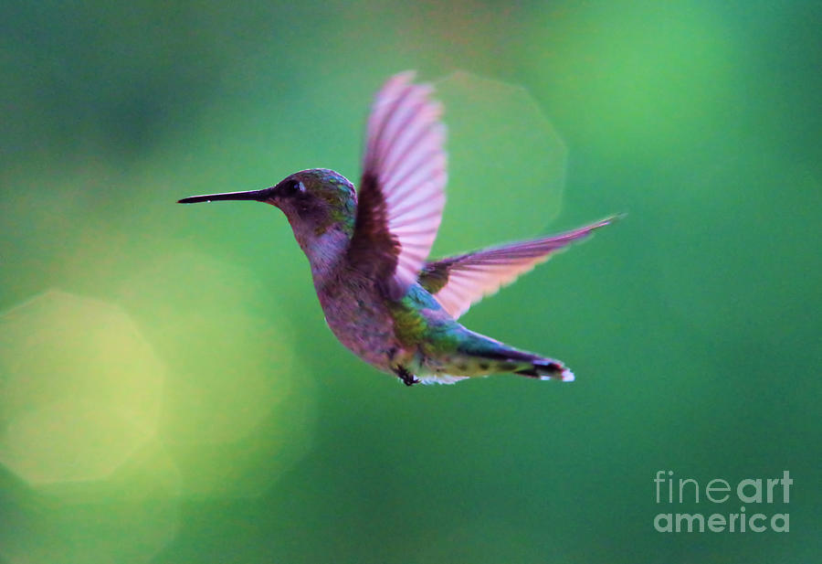 Magical Hummingbird In Flight Photograph