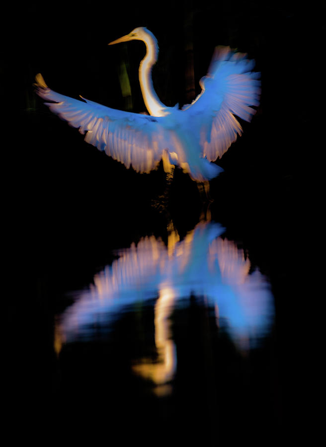 Bird Photograph - Arising from the darkness by John Repoza