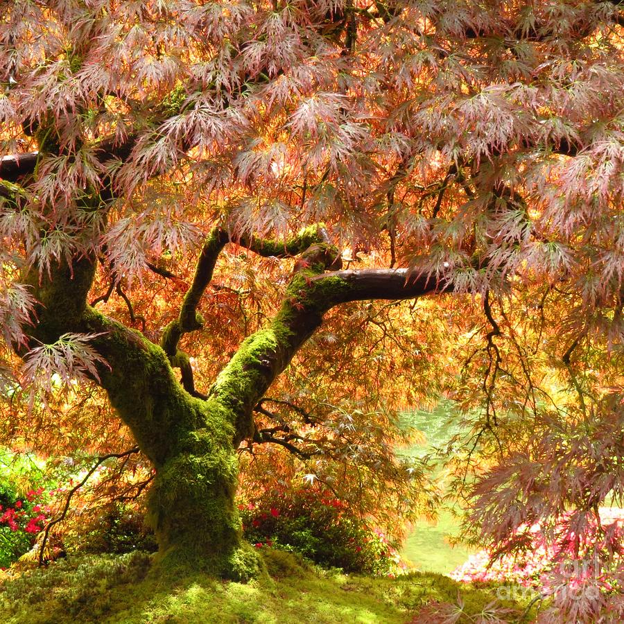 Magical Japanese Maple Photograph by Anita Adams
