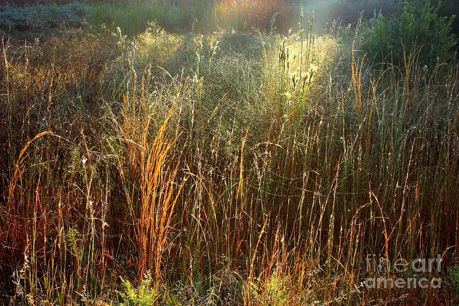 Magical Light on the Marsh Photograph by Carol Groenen