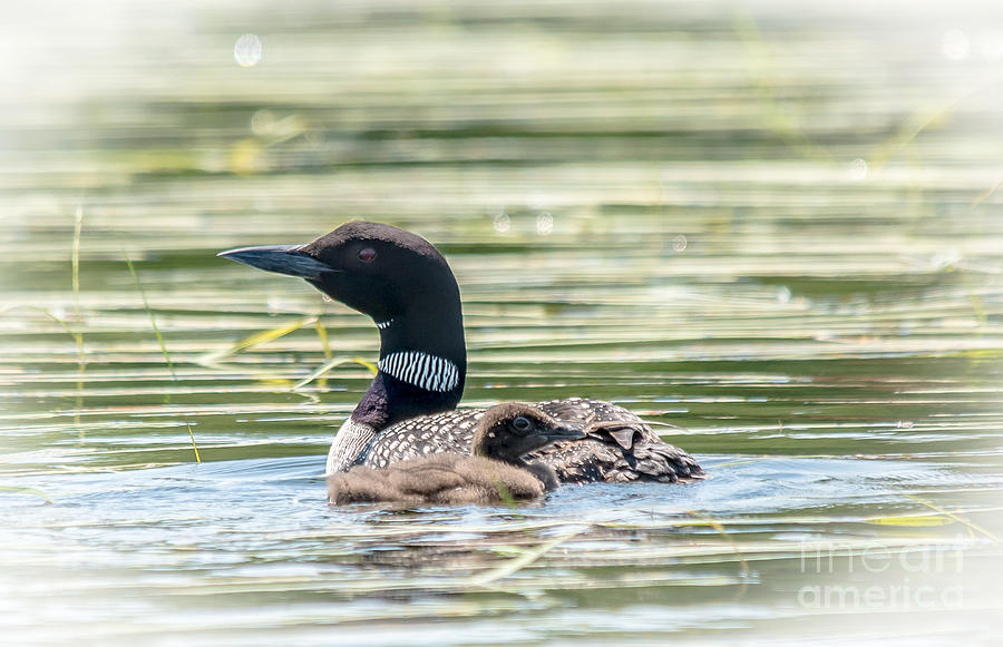 Magical Loons Photograph by Cheryl Baxter