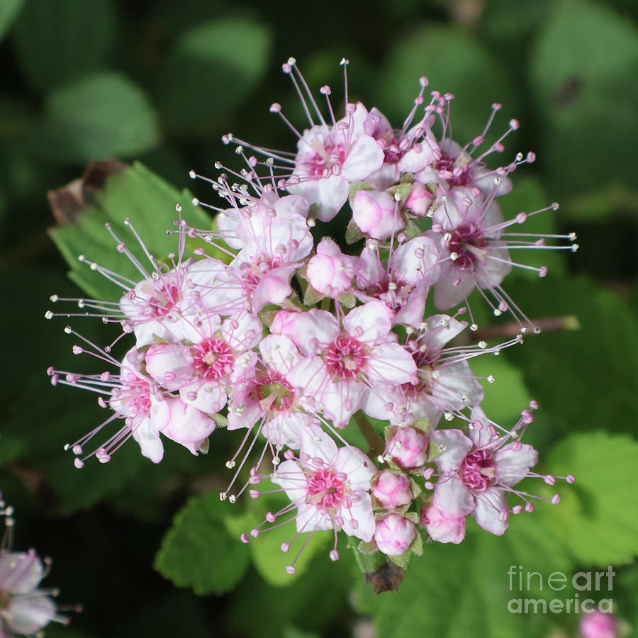 Magical Macro - Tiny Pink Flowers Photograph by Carol Groenen
